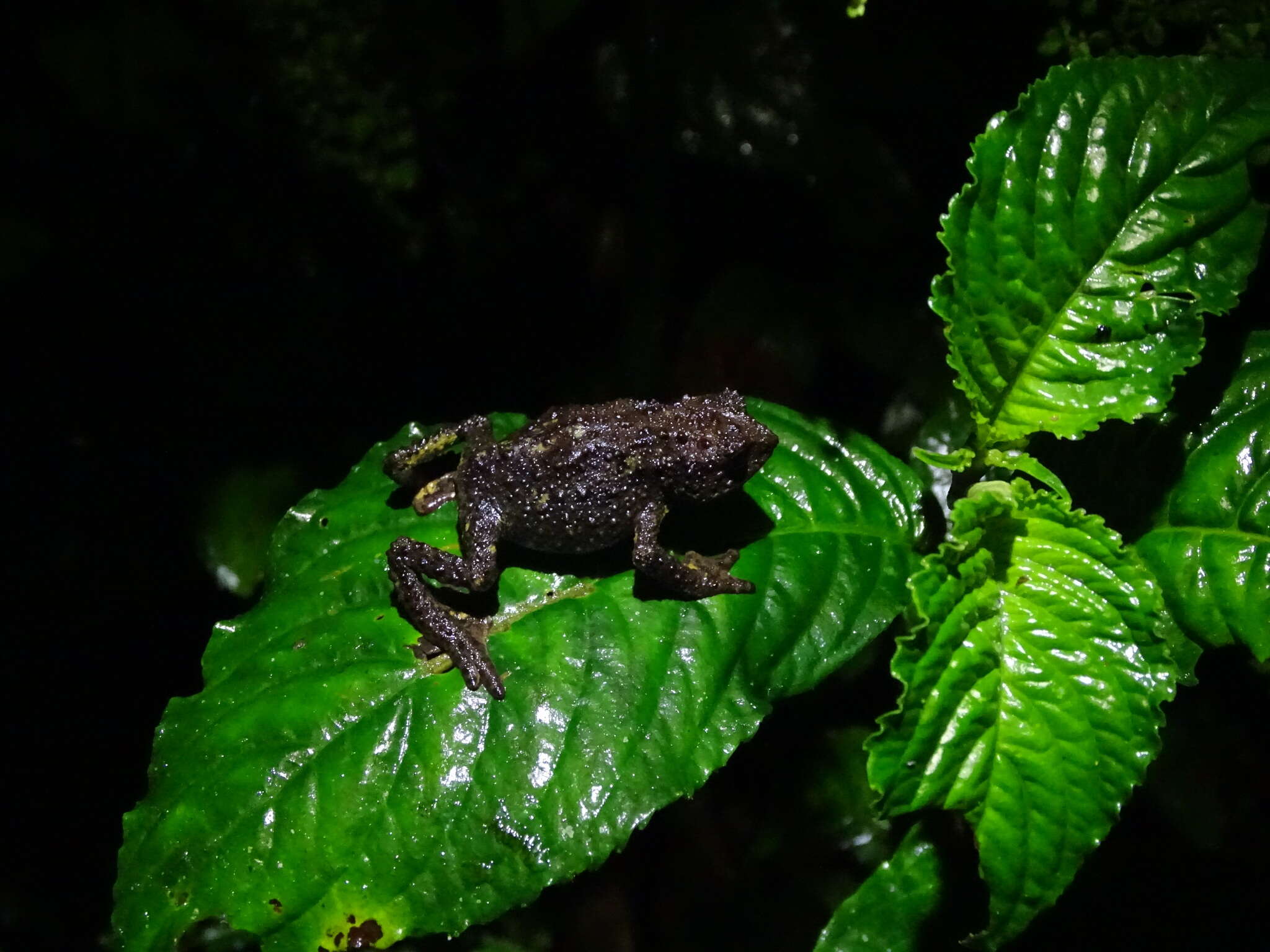 Image of Guacamayo Plump Toad
