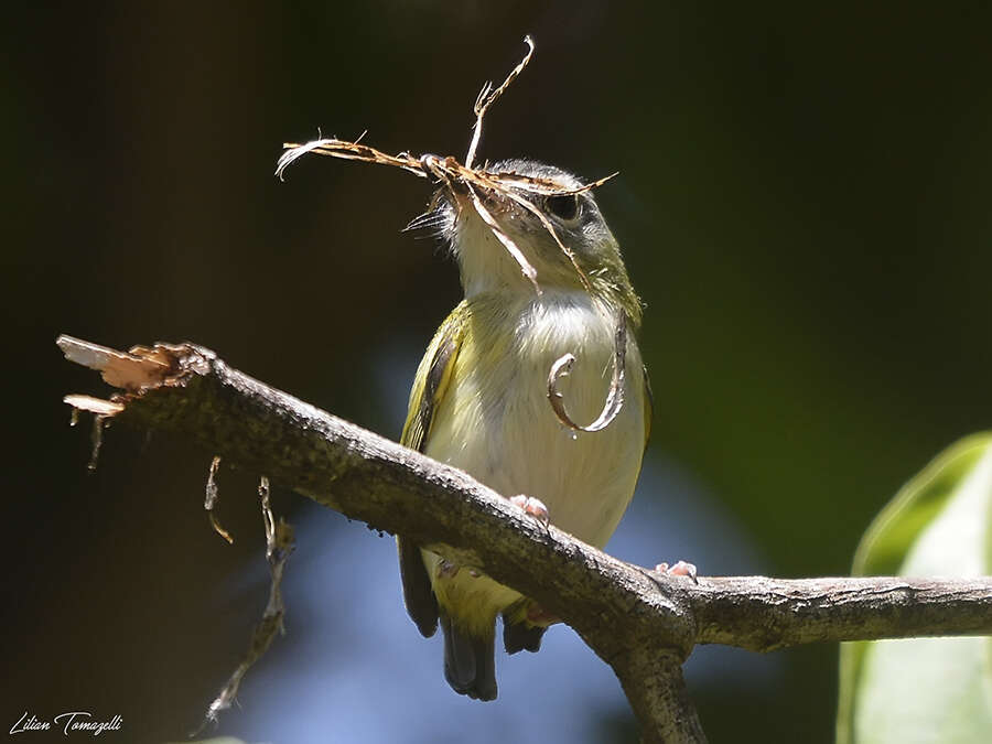 Image of Short-tailed Pygmy Tyrant