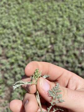 Image of skeletonleaf bur ragweed