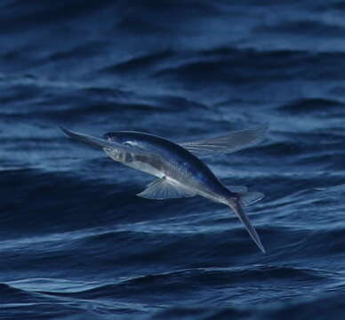 Image of Atlantic Flyingfish