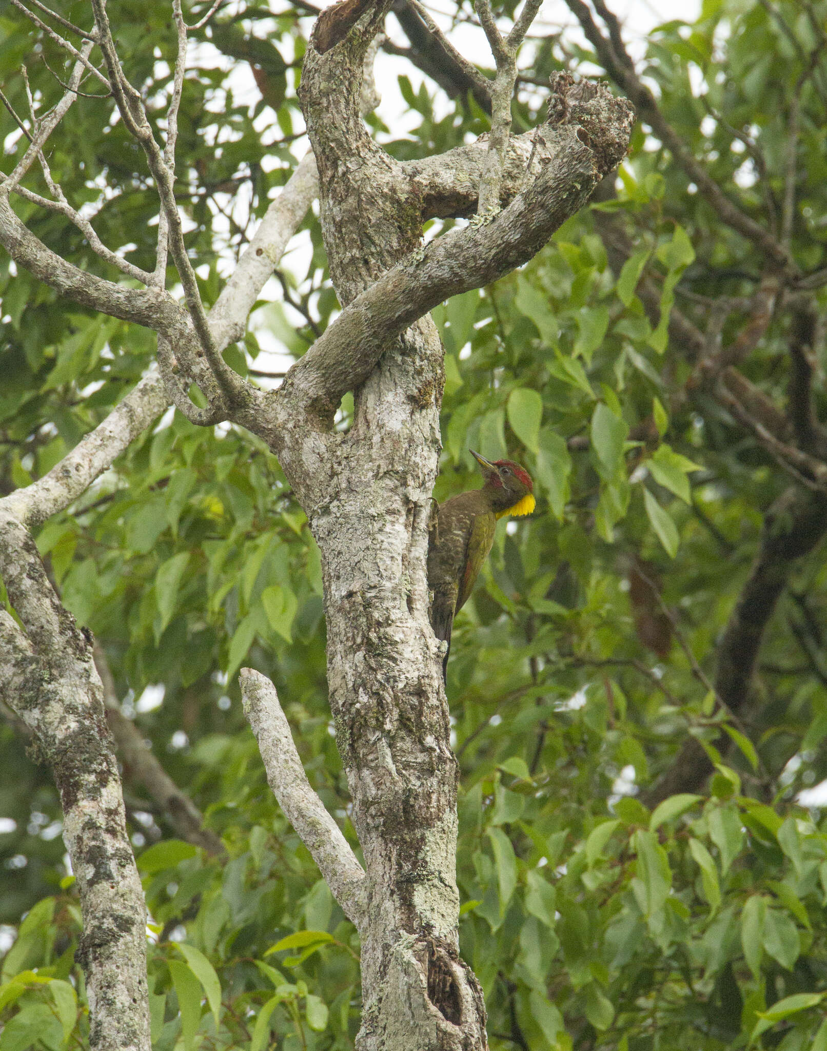 Image of Lesser Yellownape Woodpecker