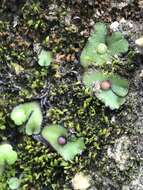 Image of Asterella californica (Hampe ex Austin) Underw.