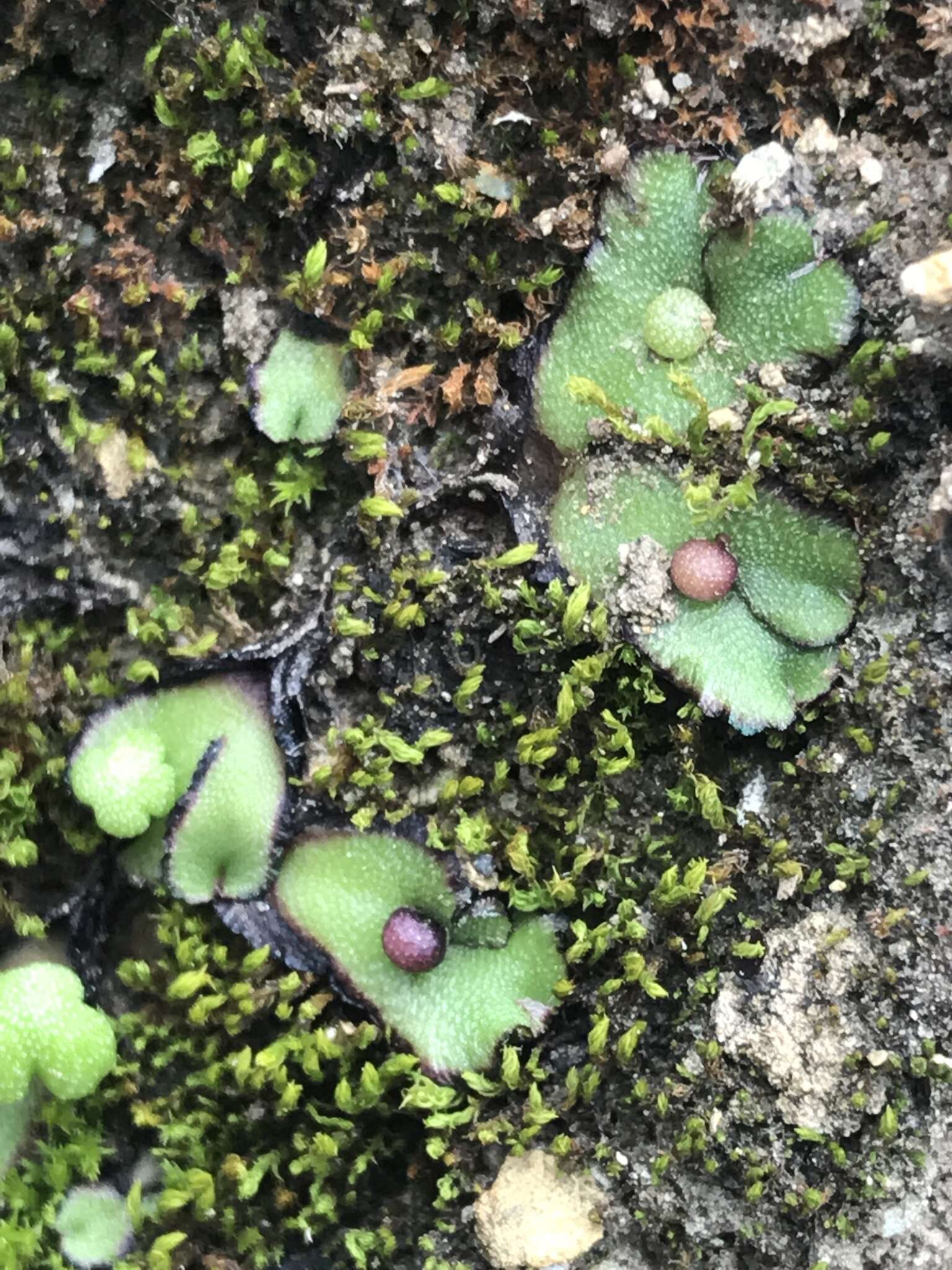 Image of Asterella californica (Hampe ex Austin) Underw.