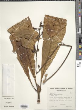 Image of <i>Remijia amazonica</i> K. Schum.