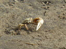 Image of Mexican Fiddler Crab