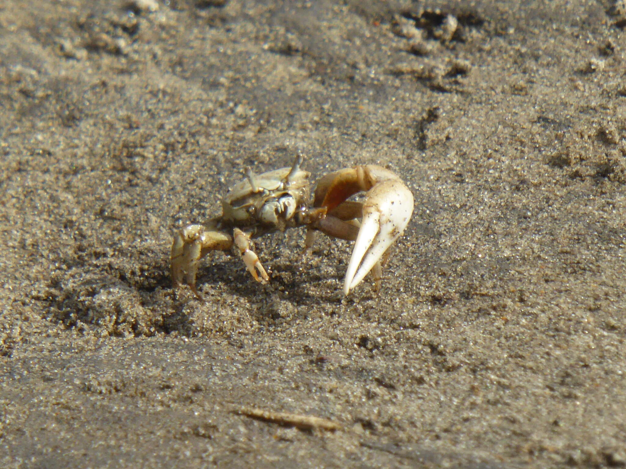 Image of Mexican Fiddler Crab