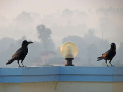 Image of <i>Corvus macrorhynchos culminatus</i>