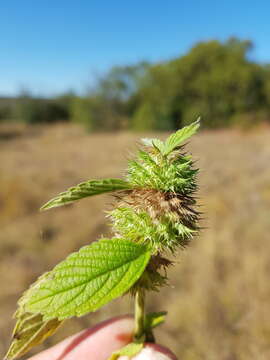 Image of Tumble weed