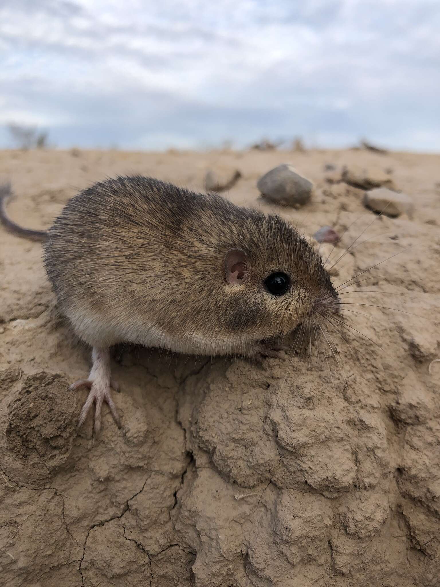 Image of Chihuahuan Desert Pocket Mouse