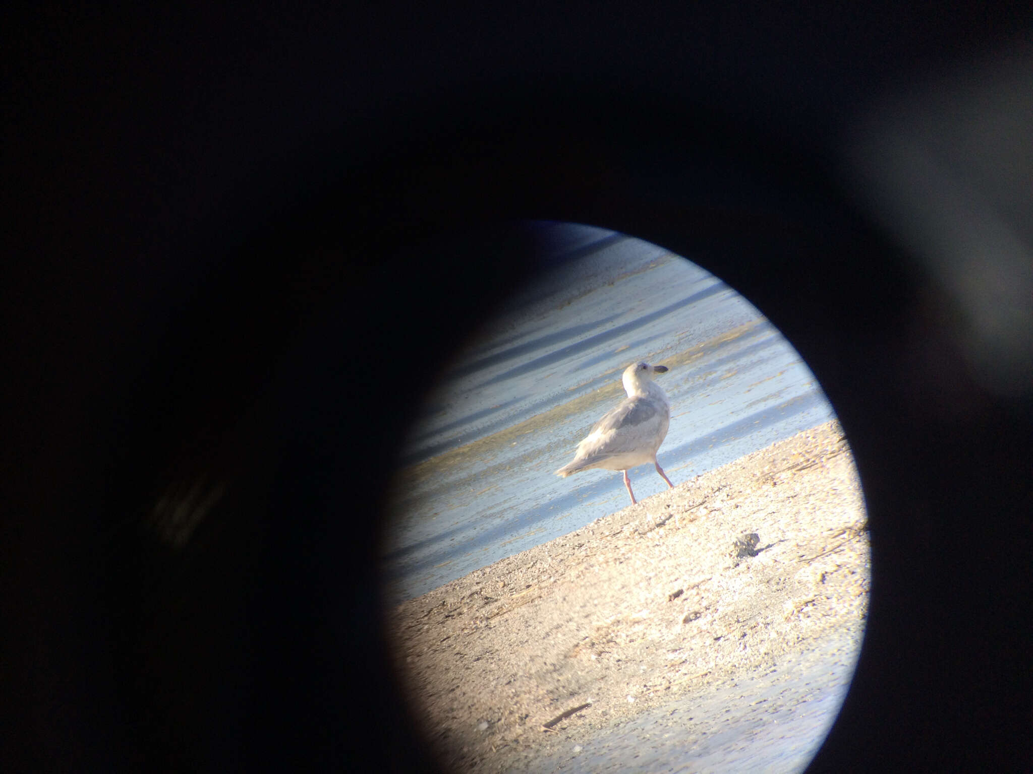 Image of Glaucous-winged Gull