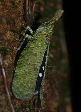 Слика од Diareusa annularis (Olivier 1791)