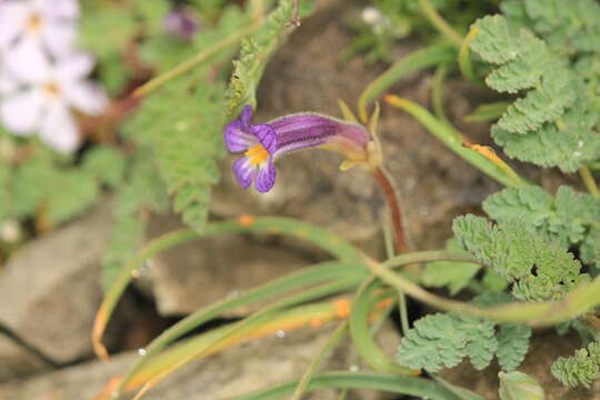 صورة Aphyllon purpureum (A. Heller) J. Holub