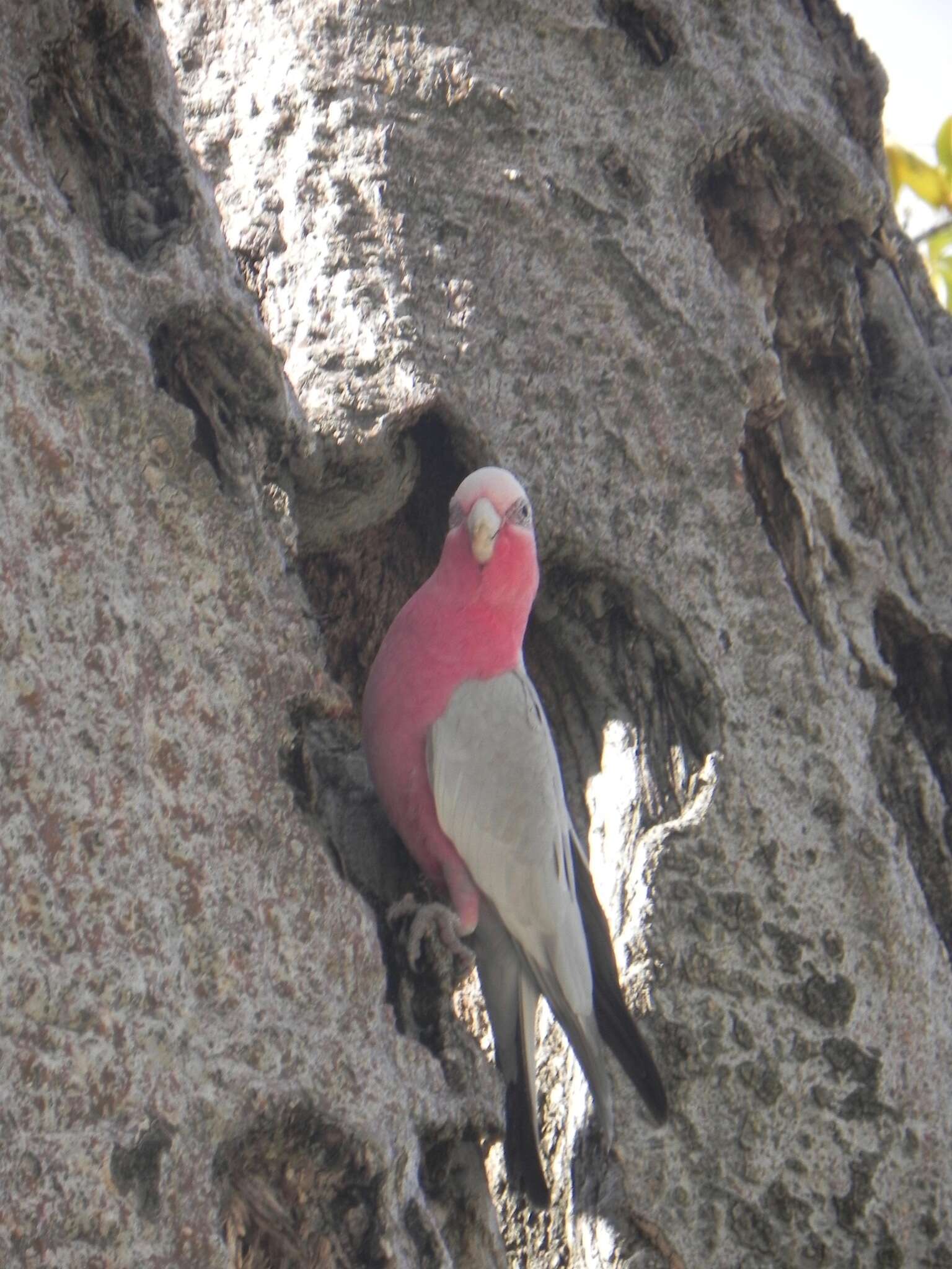 Eolophus roseicapilla roseicapilla (Vieillot 1817) resmi