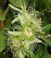 صورة Passiflora auriculata Kunth