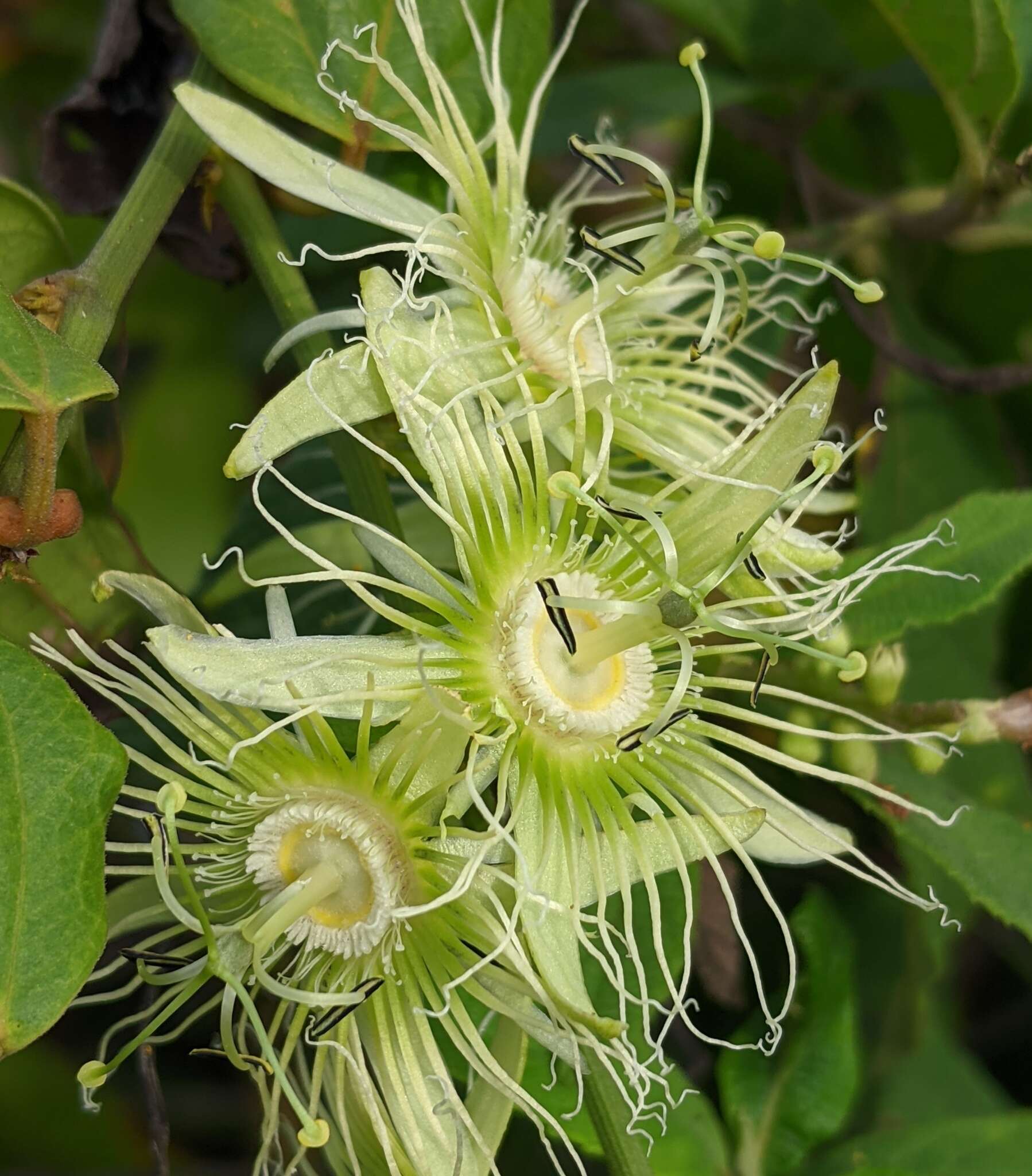 Passiflora auriculata Kunth的圖片