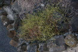 Image of Three-leafed chaff flower