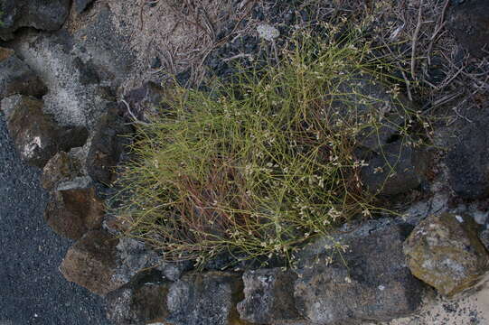 Sivun Alternanthera filifolia (Hook. fil.) Howell kuva