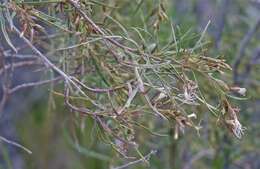 Image of Acanthostyles buniifolius (Hook. & Arn.) R. King & H. Rob.