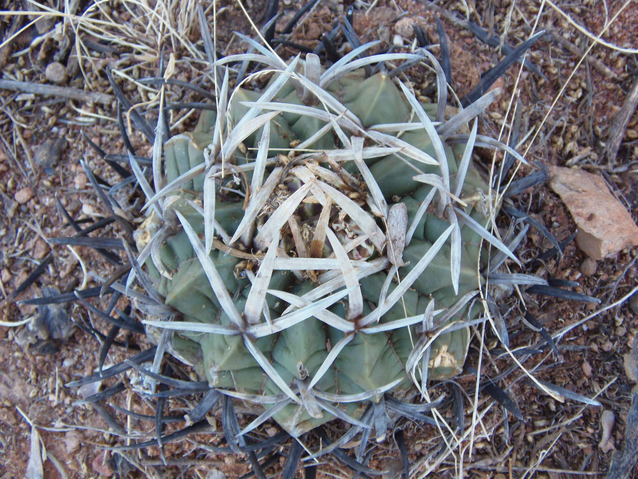 Image of Stenocactus coptonogonus (Lem.) A. Berger