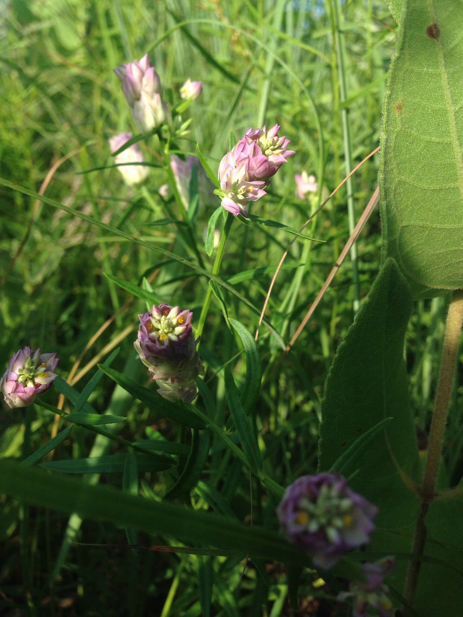 Image of blood milkwort