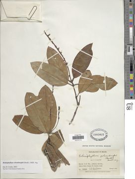 Image of <i>Retiniphyllum schomburgkii</i> (Benth.) Müll. Arg.