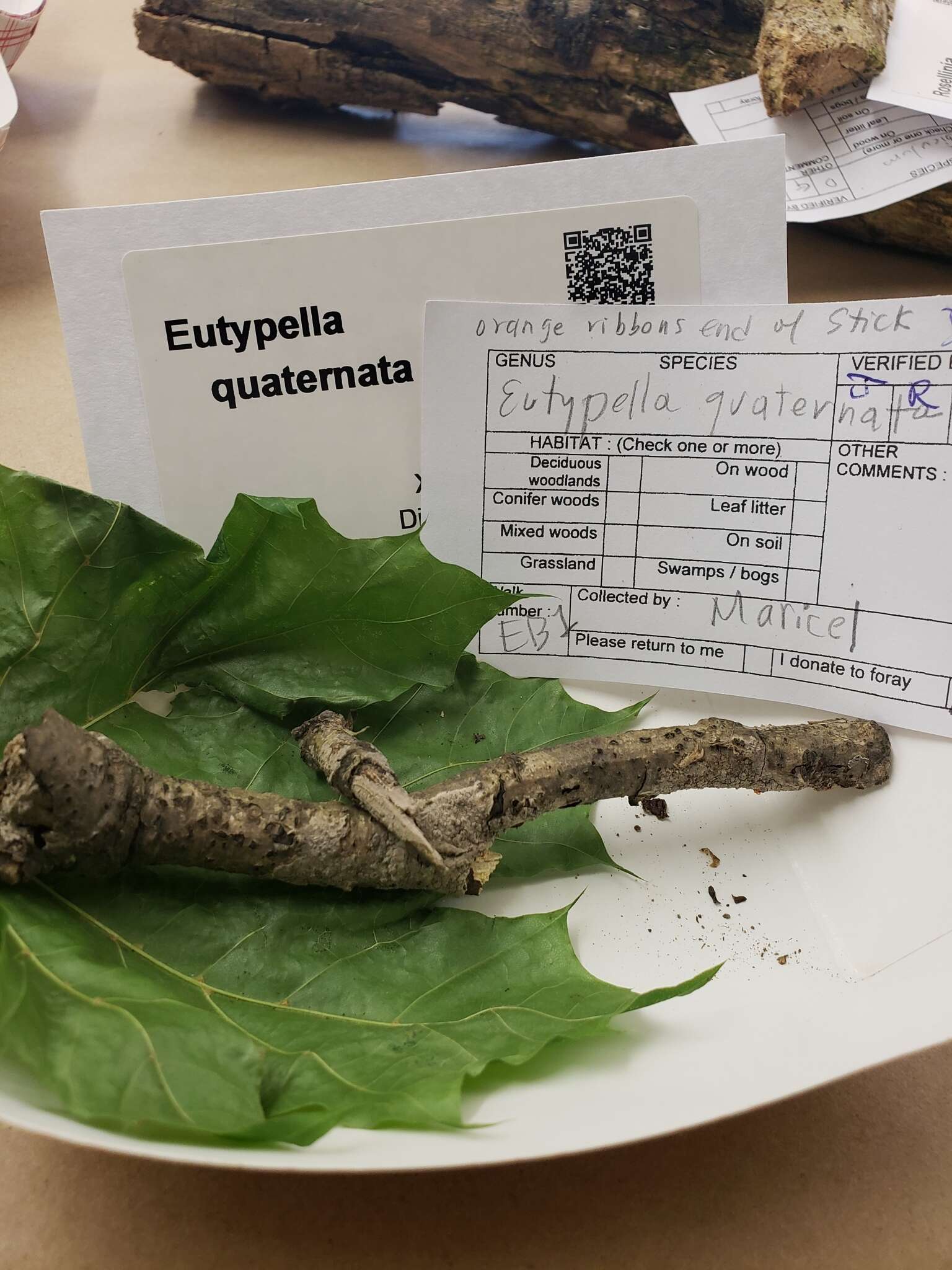 Eutypella resmi