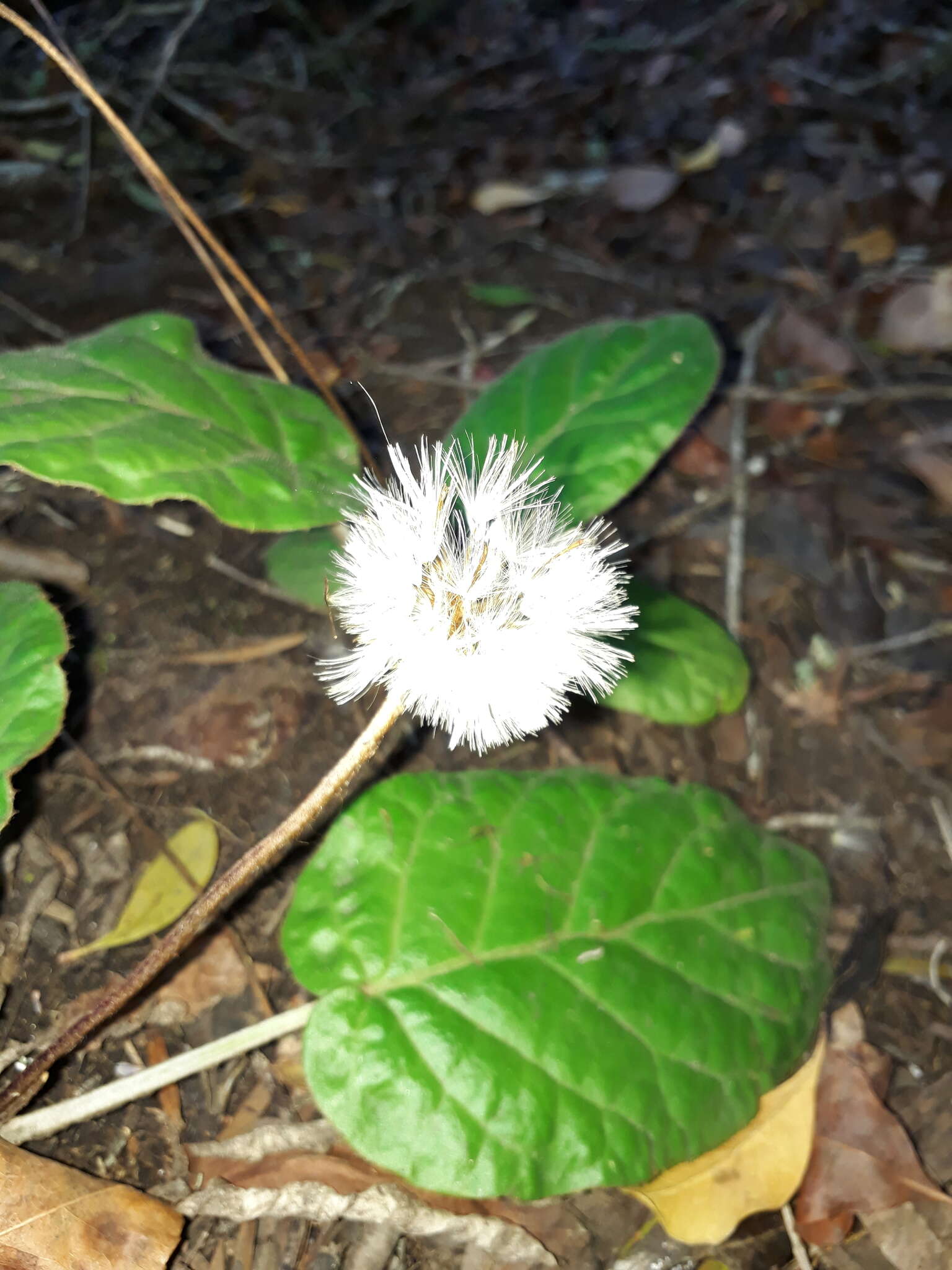 Image of Piloselloides cordata (Thunb.) C. Jeffrey