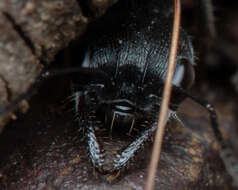 Image of Myrmecia gilberti Forel 1910