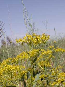 Image of Haplophyllum acutifolium (DC.) G. Don fil.