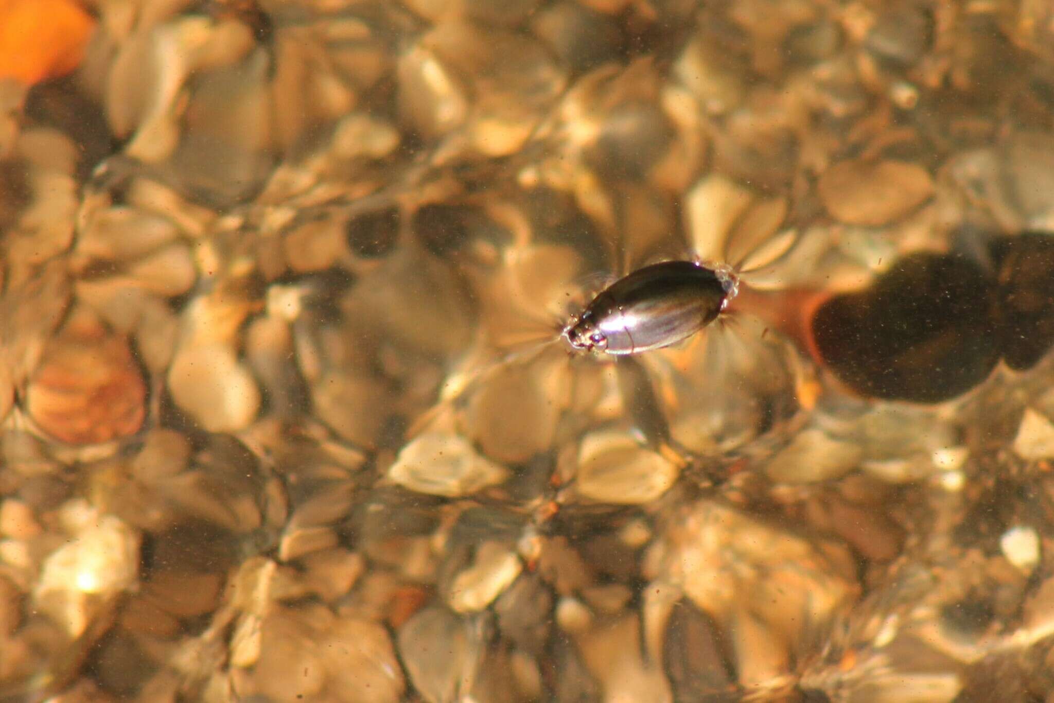 Image of Dineutus longimanus portoricensis Ochs 1924