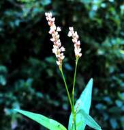 Image of Persicaria subsessilis (R. Br.) K. L. Wilson