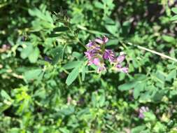 Image of alfalfa