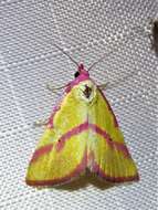 Image of Ernestine's Moth