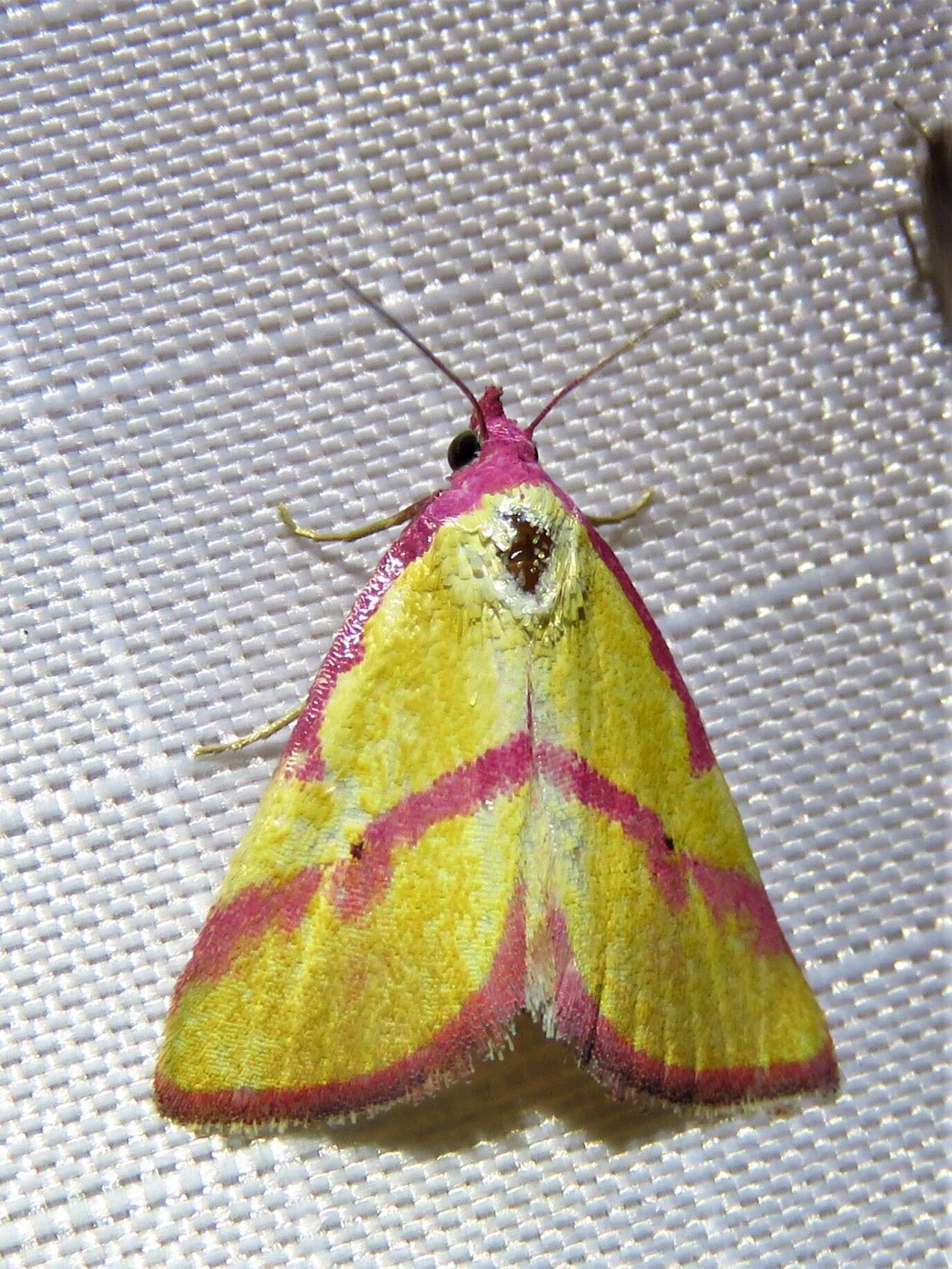 Image of Ernestine's Moth