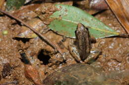 Image of Kampira Falls frog