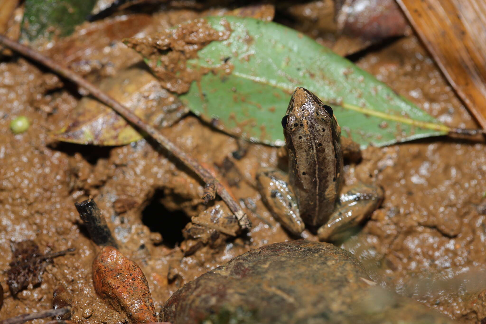 Image of Kampira Falls frog