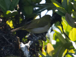 Image of Ceylon White-eye