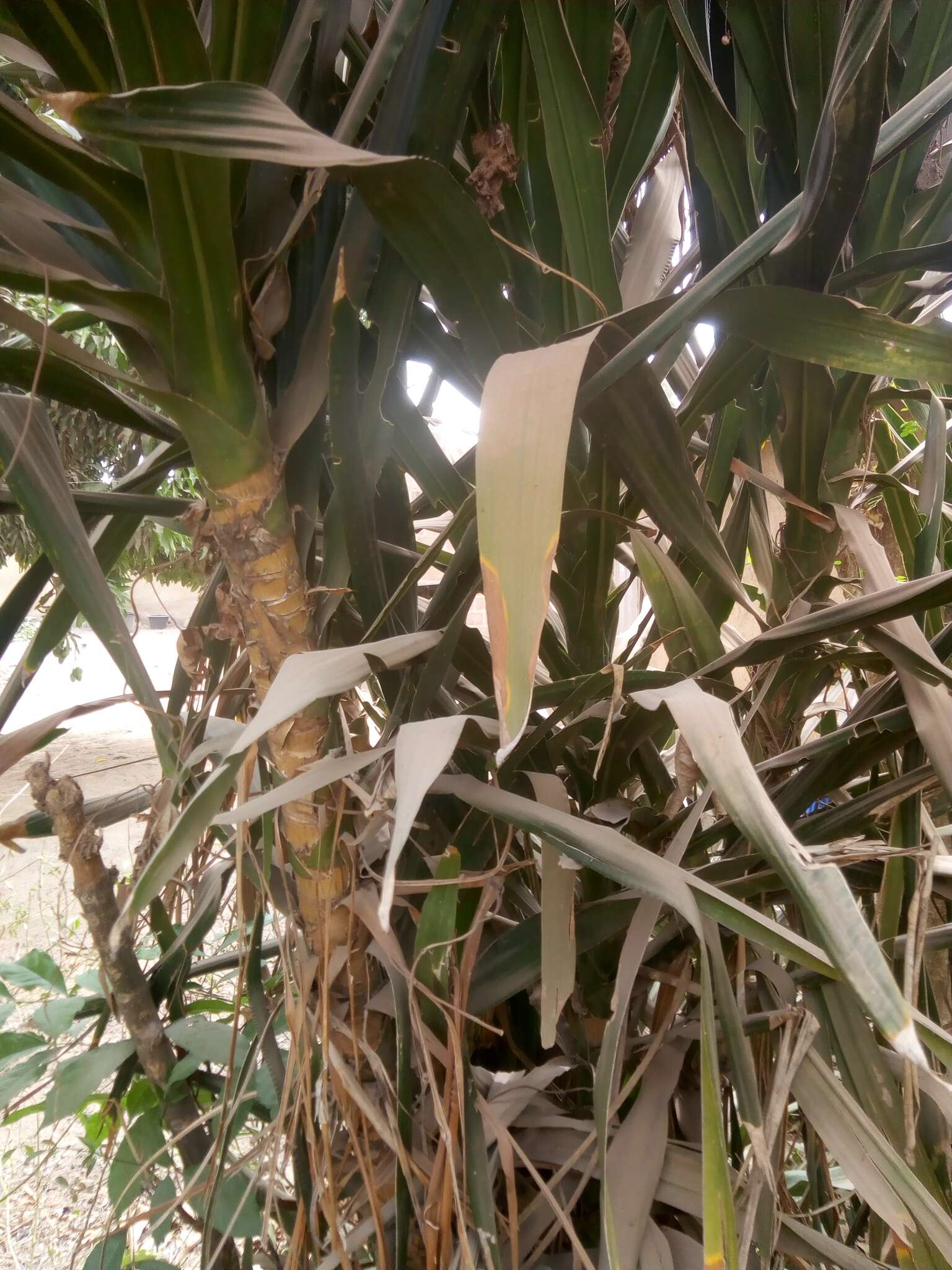 Image of Dracaena arborea (Willd.) Link