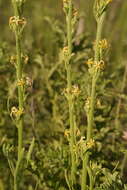 Image of Manulea crassifolia subsp. crassifolia