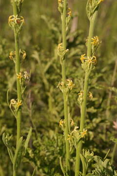 Image of Manulea crassifolia Benth.