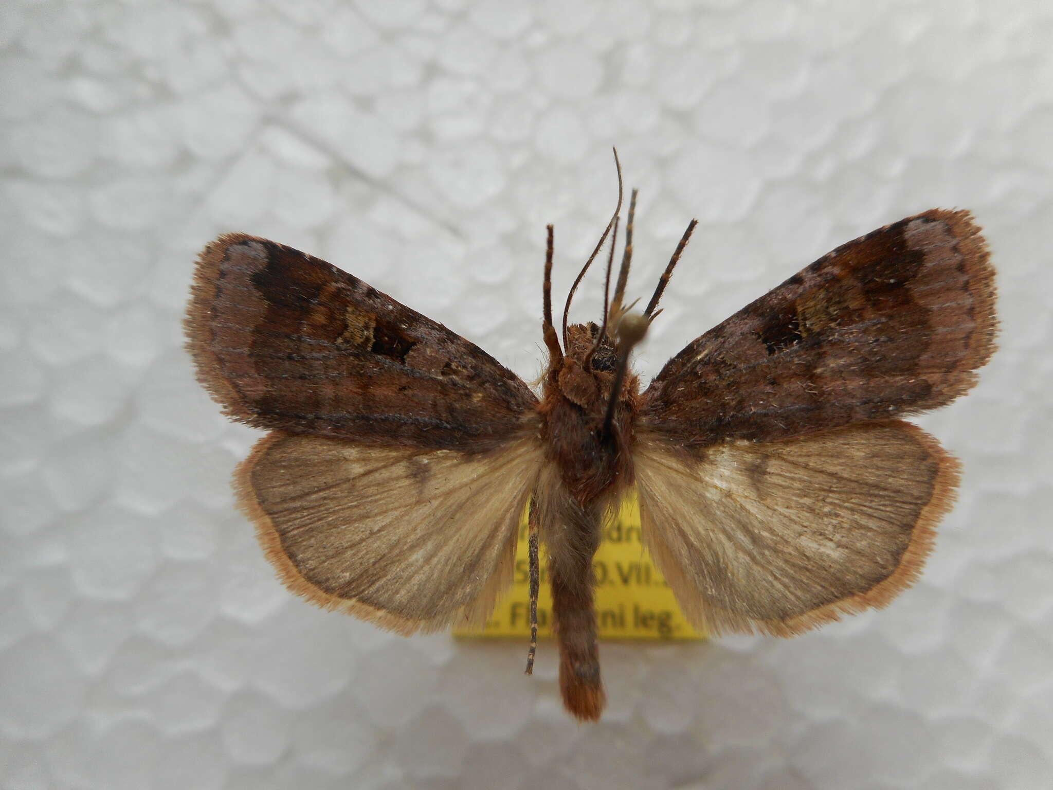 Diarsia brunnea Schiffermüller 1775的图像