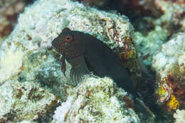 Image of Spotted eye-lash blenny