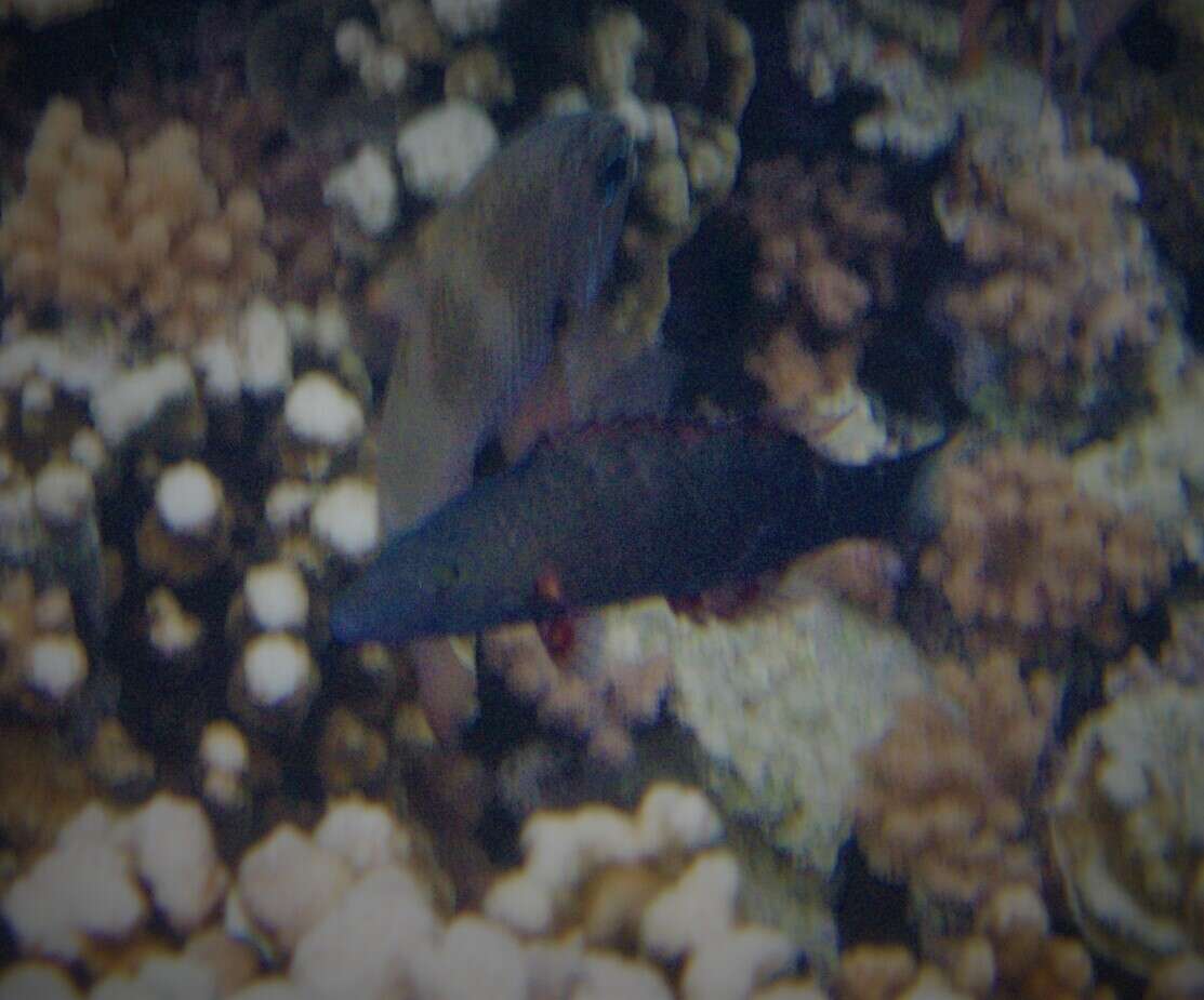 Image of Ringtail maori wrasse