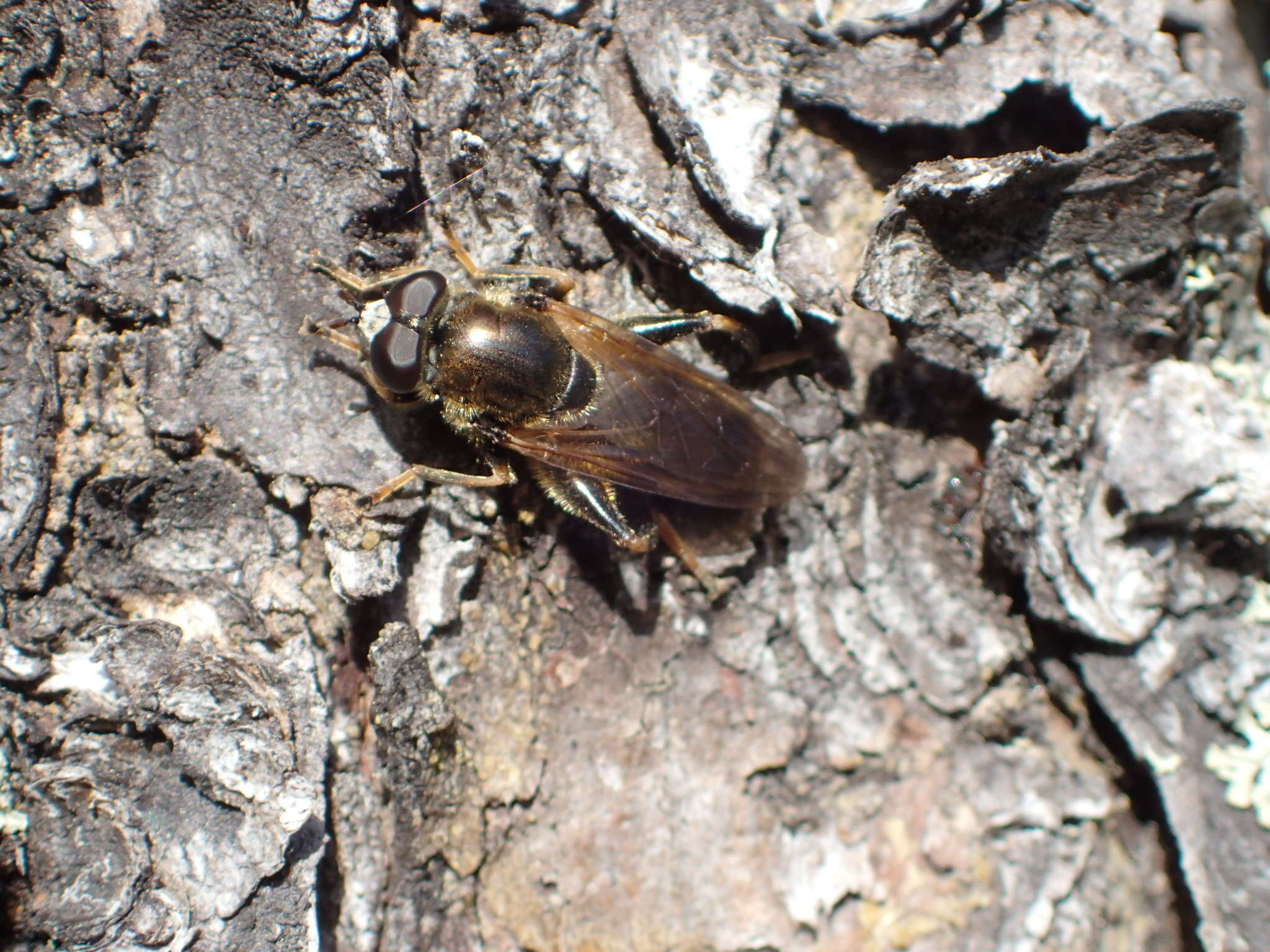 Imagem de Chalcosyrphus inarmatus (Hunter 1897)