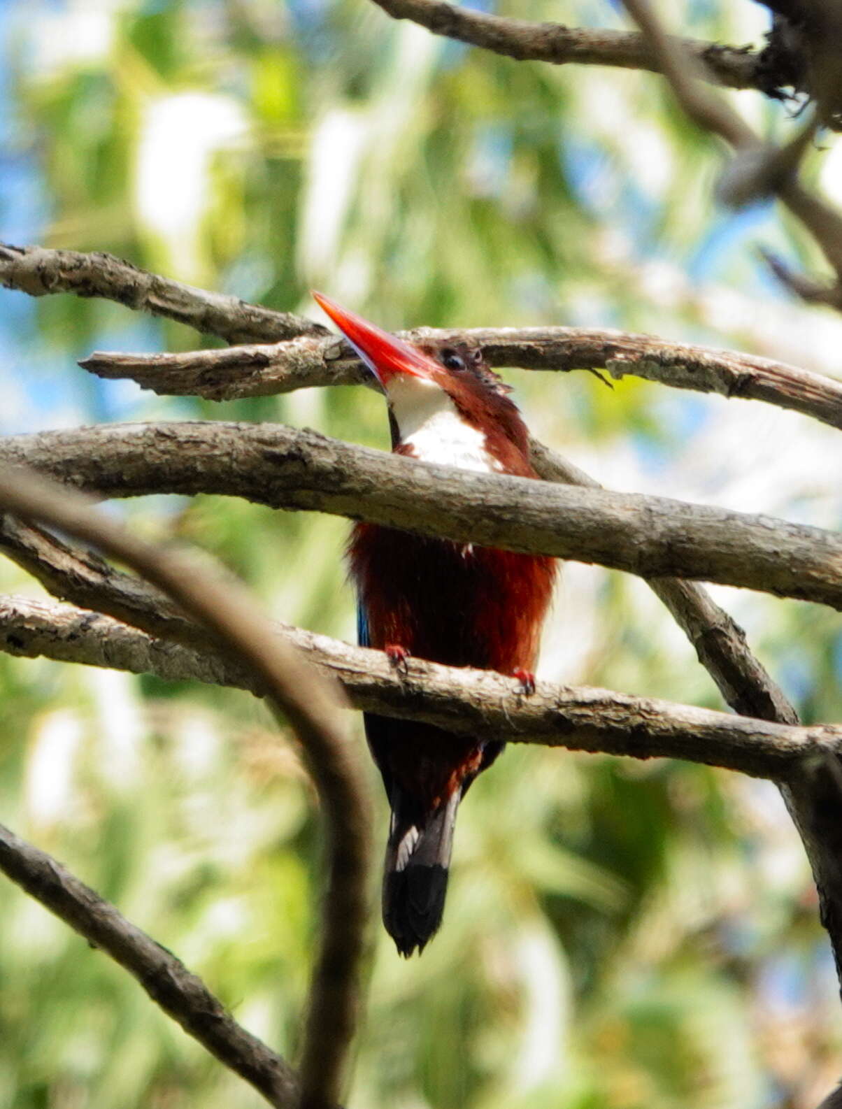 صورة Halcyon smyrnensis fusca (Boddaert 1783)