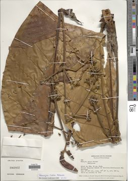 Image of <i>Remijia ulei</i> K. Krause