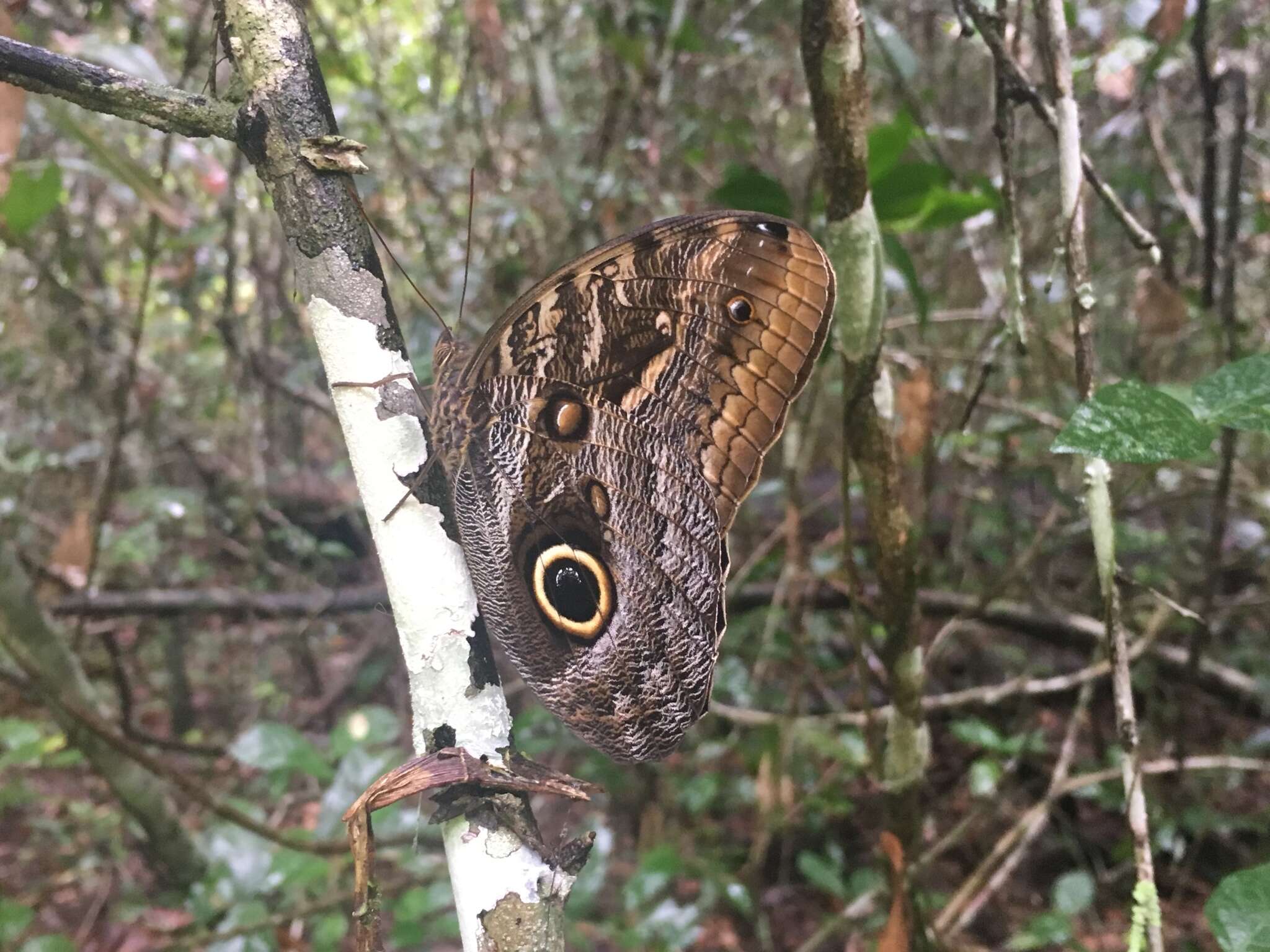 Imagem de Caligo brasiliensis Felder 1862