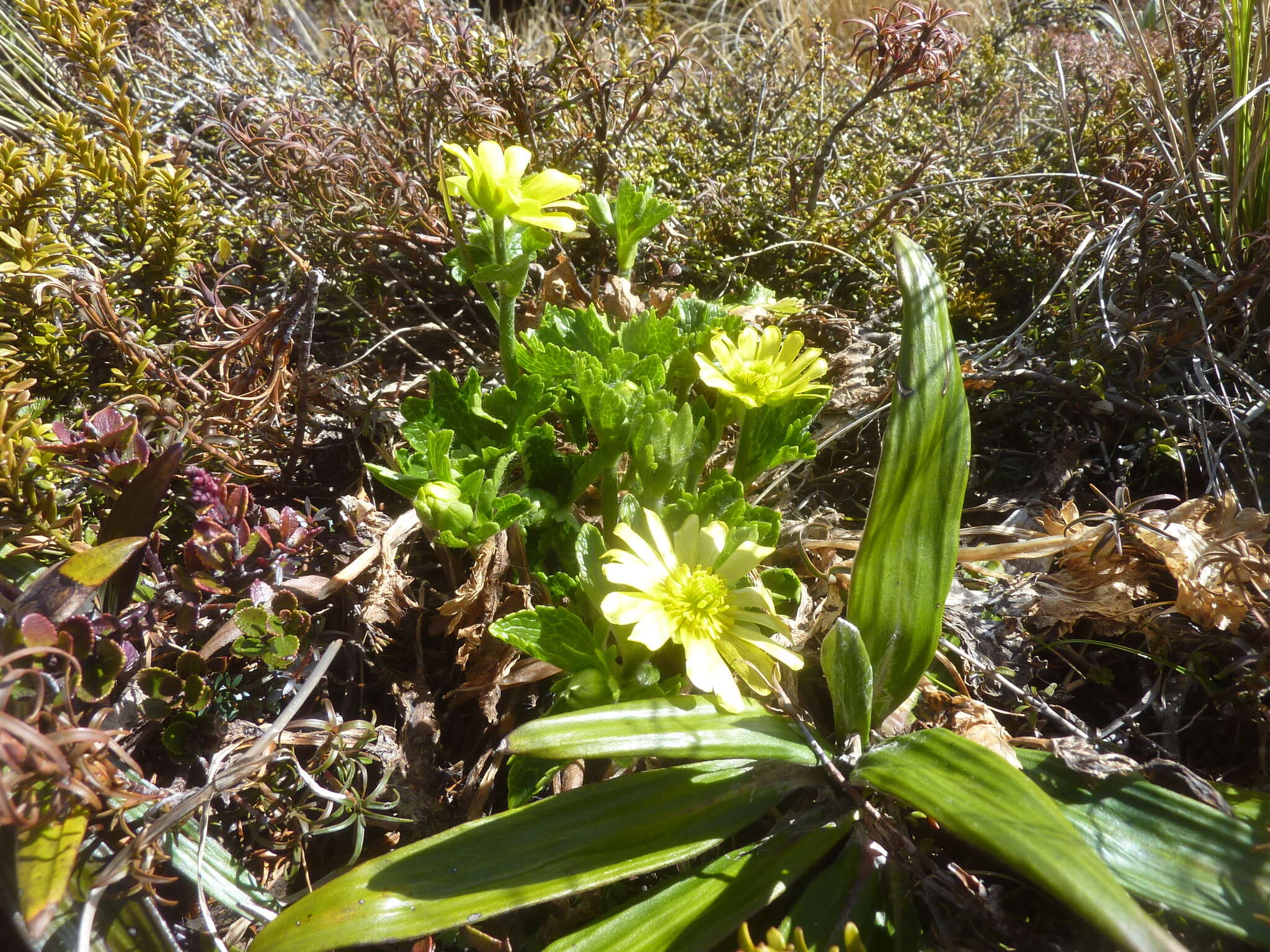 Image of Ranunculus nivicolus Hook.