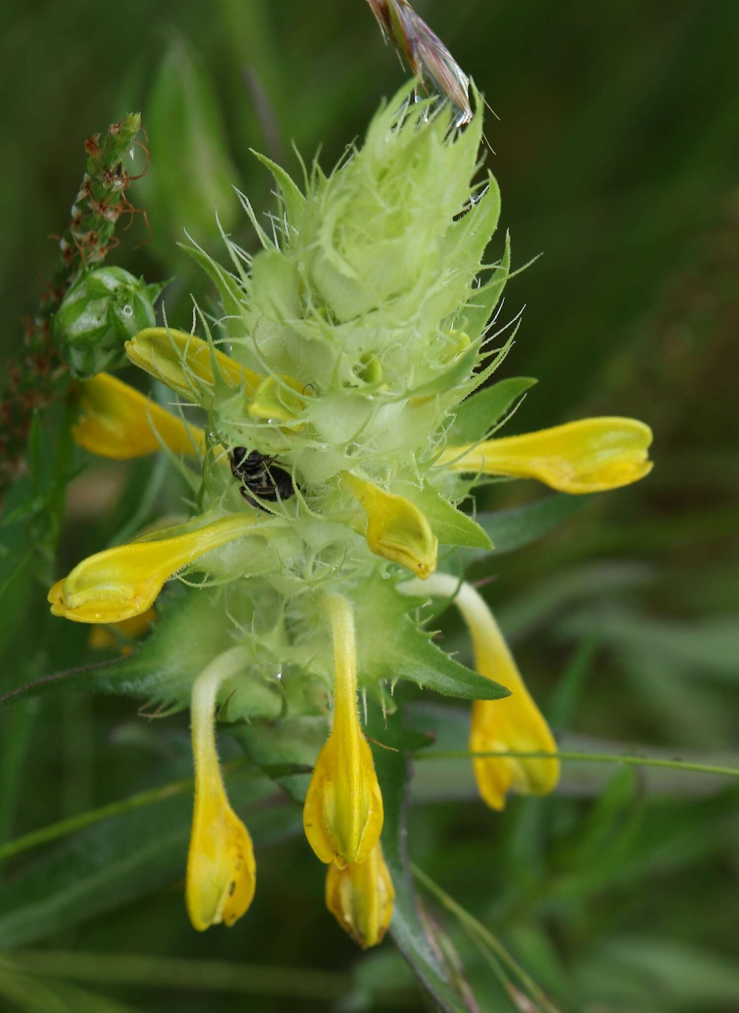 Image of Melampyrum carstiense (Ronn.) Fritsch