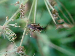 Image of Horwathia lineolata (A. Costa 1862)